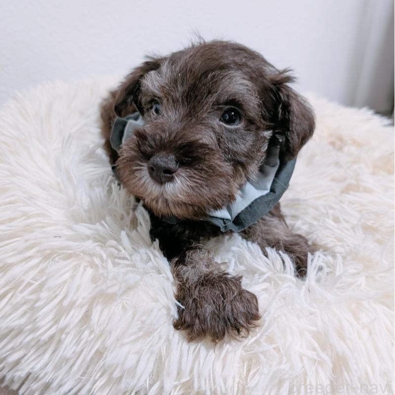 販売中の長崎県のミニチュアシュナウザー-428913の3枚目