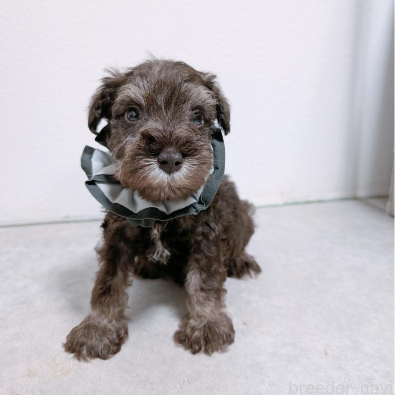 販売中の長崎県のミニチュアシュナウザー-428913の2枚目