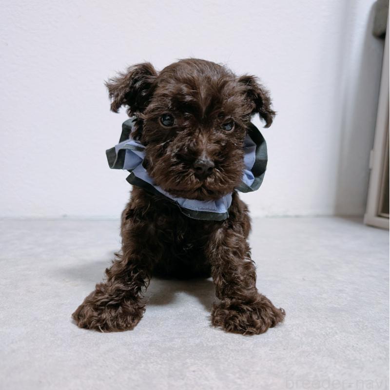 販売中の長崎県のミニチュアシュナウザー-428914の5枚目