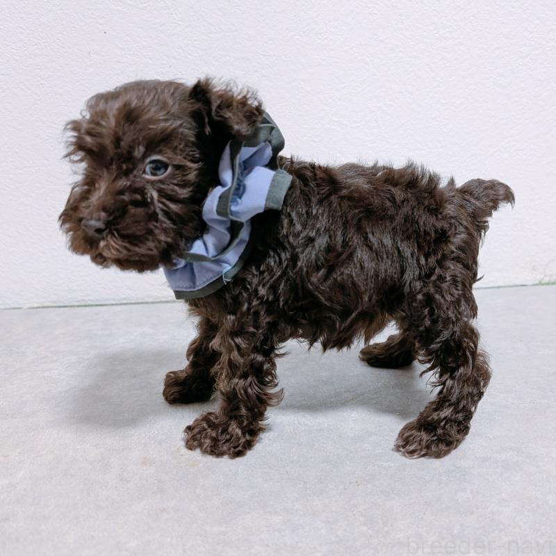 販売中の長崎県のミニチュアシュナウザー-428914の4枚目