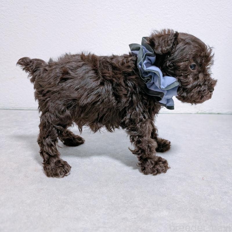 販売中の長崎県のミニチュアシュナウザー-428914の3枚目