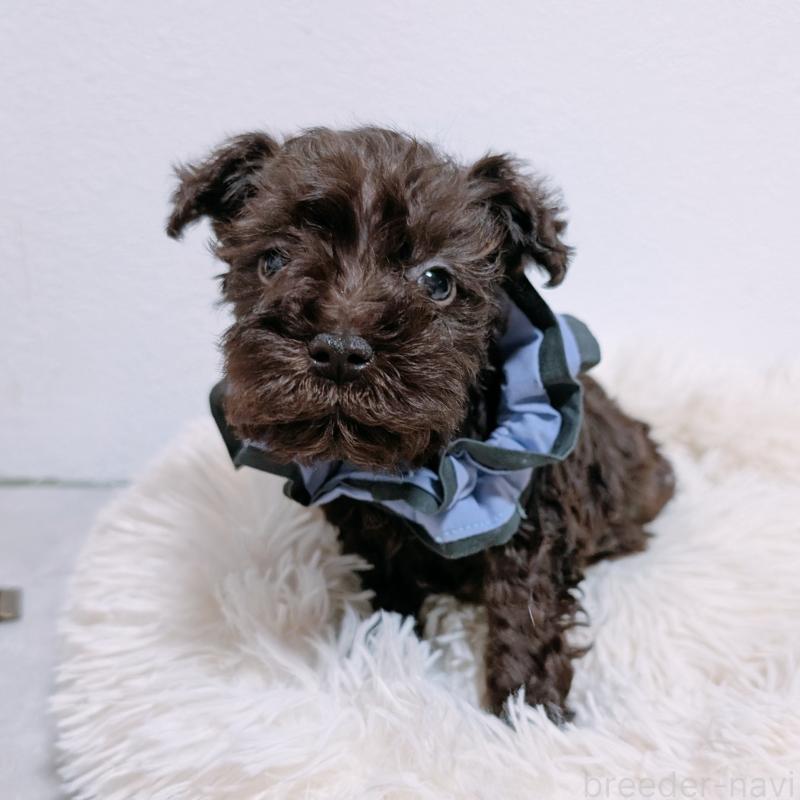 販売中の長崎県のミニチュアシュナウザー-428914の2枚目