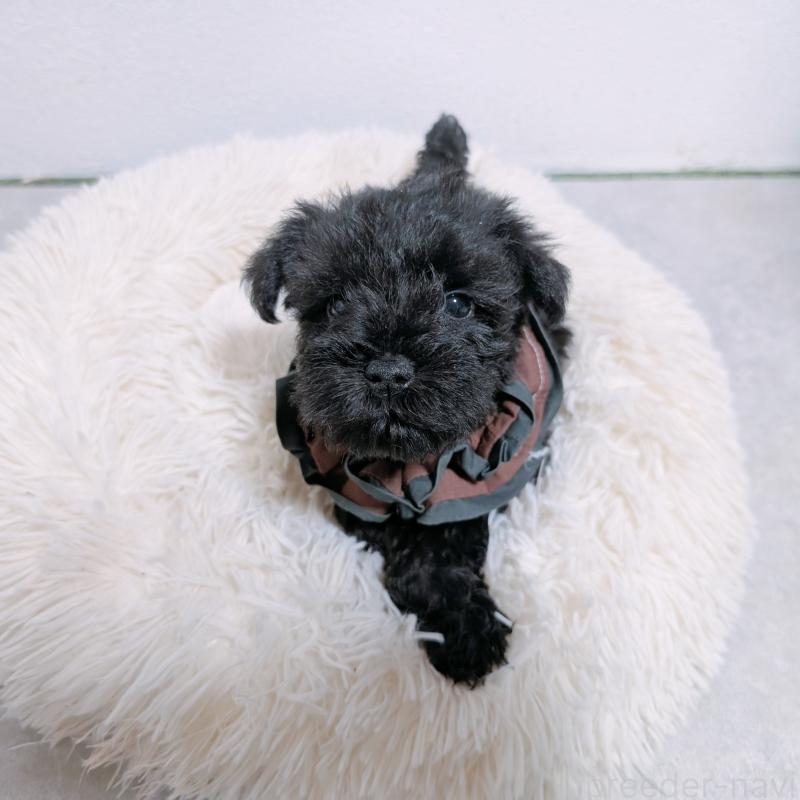 販売中の長崎県のミニチュアシュナウザー-428915の7枚目