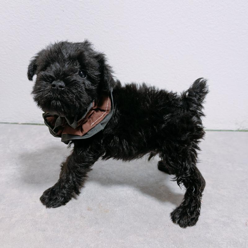 販売中の長崎県のミニチュアシュナウザー-428915の6枚目