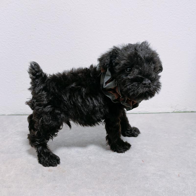 販売中の長崎県のミニチュアシュナウザー-428915の5枚目