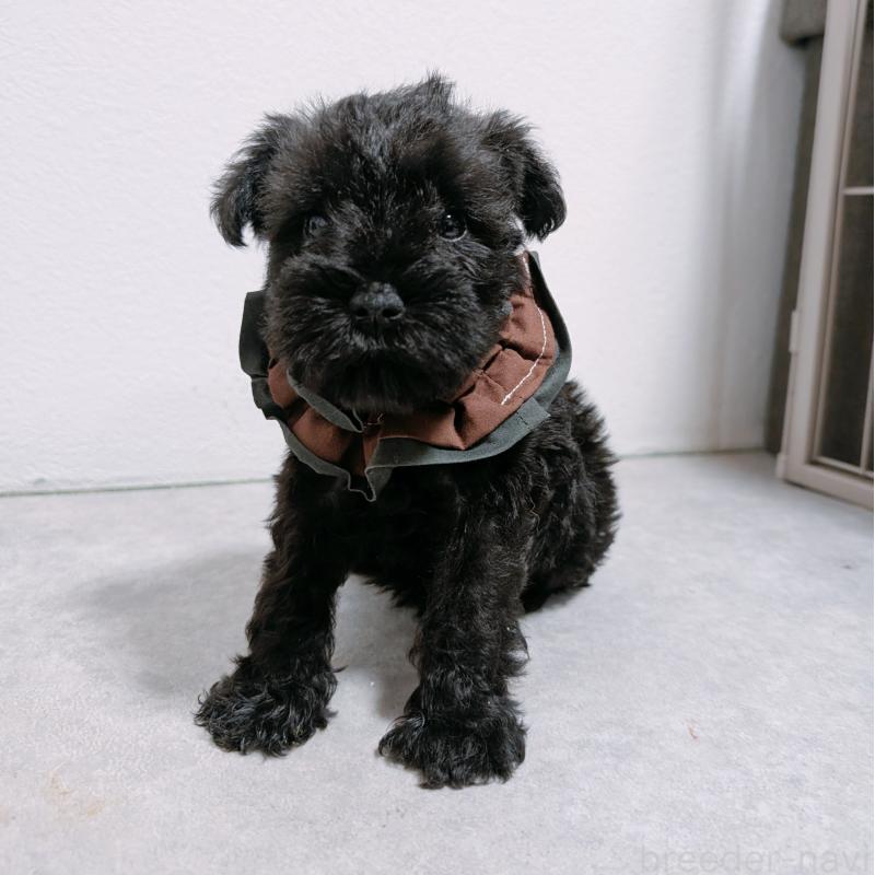 販売中の長崎県のミニチュアシュナウザー-428915の4枚目