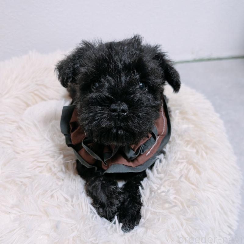 販売中の長崎県のミニチュアシュナウザー-428915の3枚目