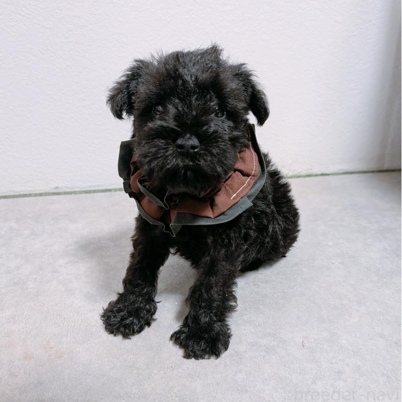 販売中の長崎県のミニチュアシュナウザー-428915の2枚目