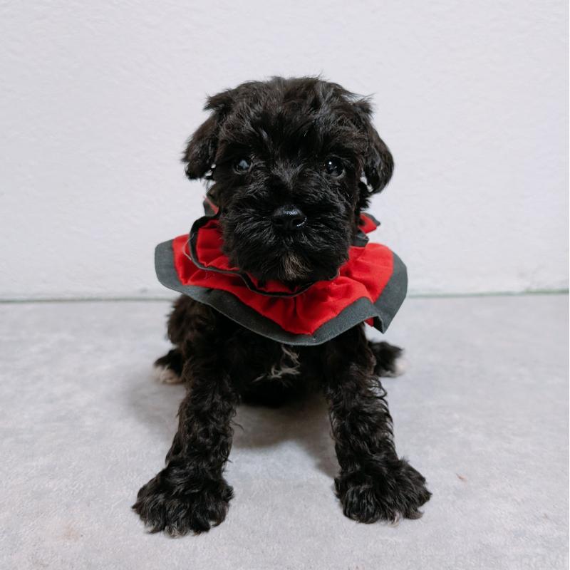 販売中の長崎県のミニチュアシュナウザー-428916の8枚目