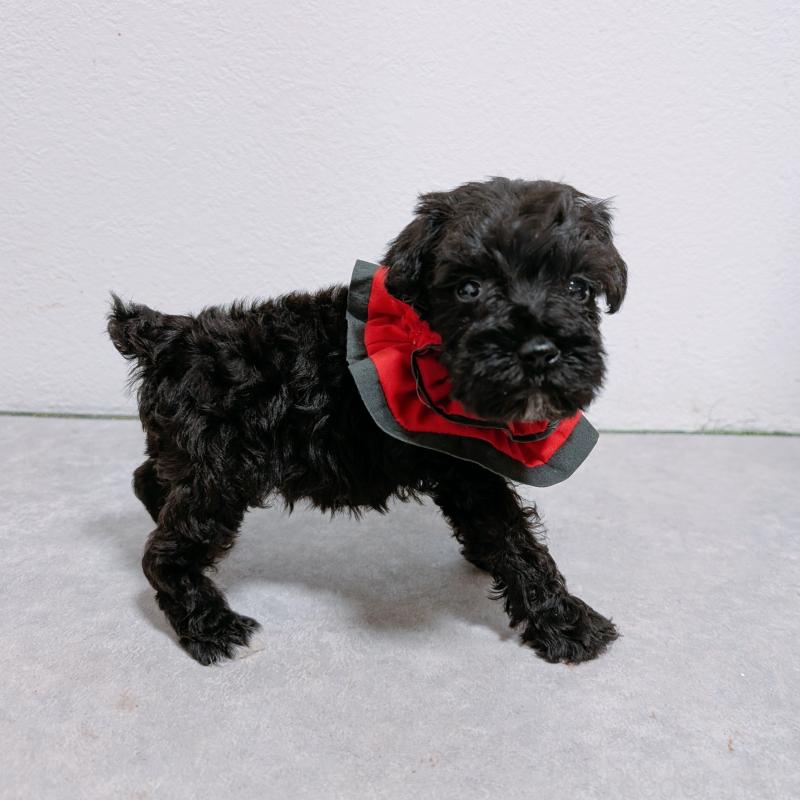 販売中の長崎県のミニチュアシュナウザー-428916の7枚目