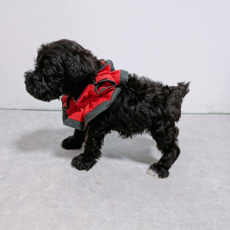 販売中の長崎県のミニチュアシュナウザー-428916の6枚目