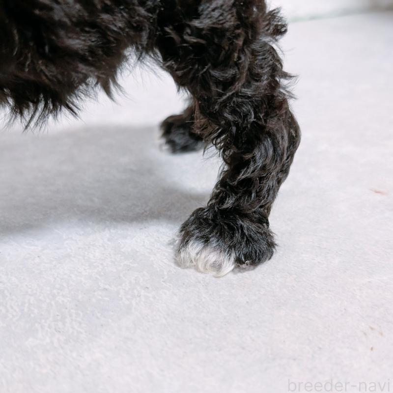 販売中の長崎県のミニチュアシュナウザー-428916の5枚目