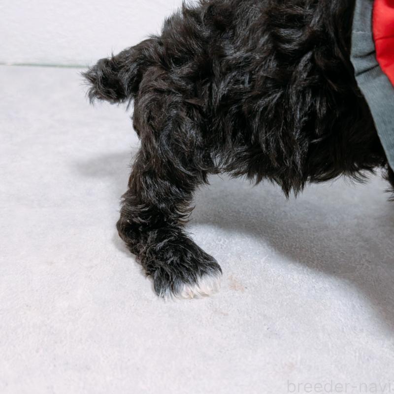 販売中の長崎県のミニチュアシュナウザー-428916の4枚目