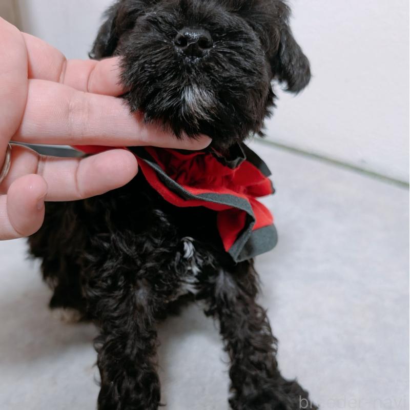 販売中の長崎県のミニチュアシュナウザー-428916の3枚目