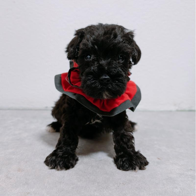 販売中の長崎県のミニチュアシュナウザー-428916の2枚目