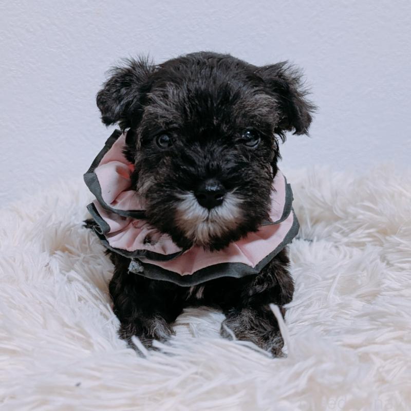 販売中の長崎県のミニチュアシュナウザー-428917の7枚目