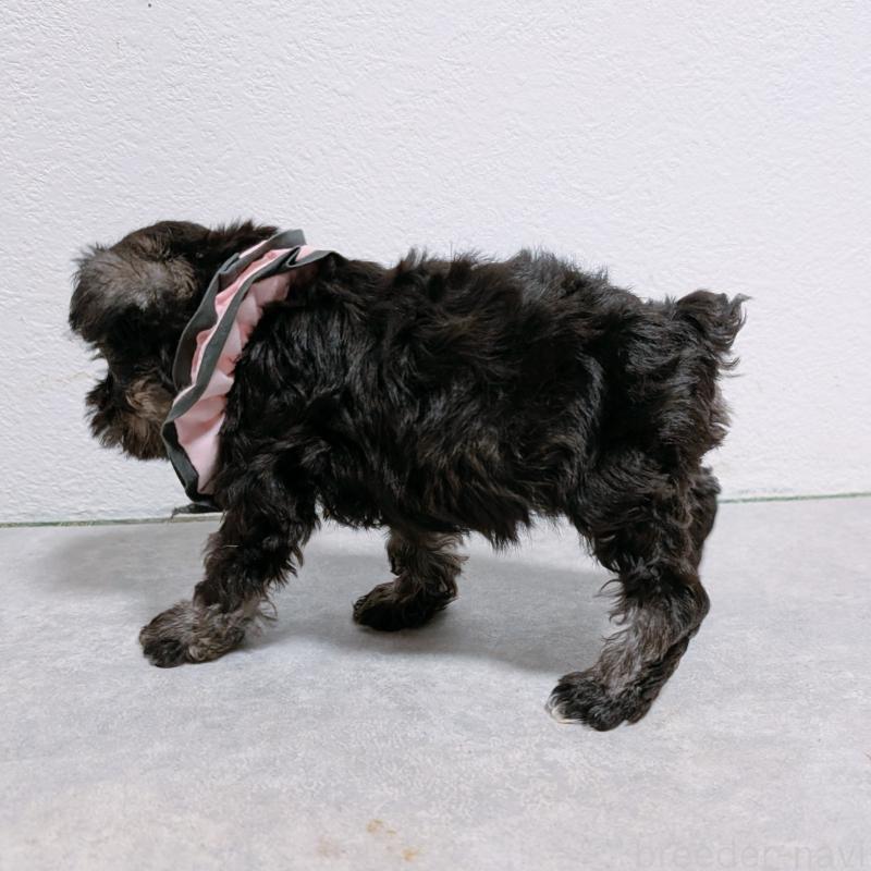 販売中の長崎県のミニチュアシュナウザー-428917の6枚目