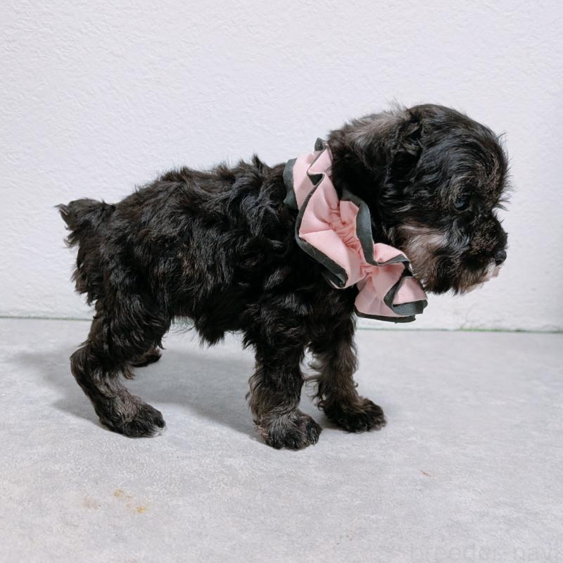 販売中の長崎県のミニチュアシュナウザー-428917の5枚目