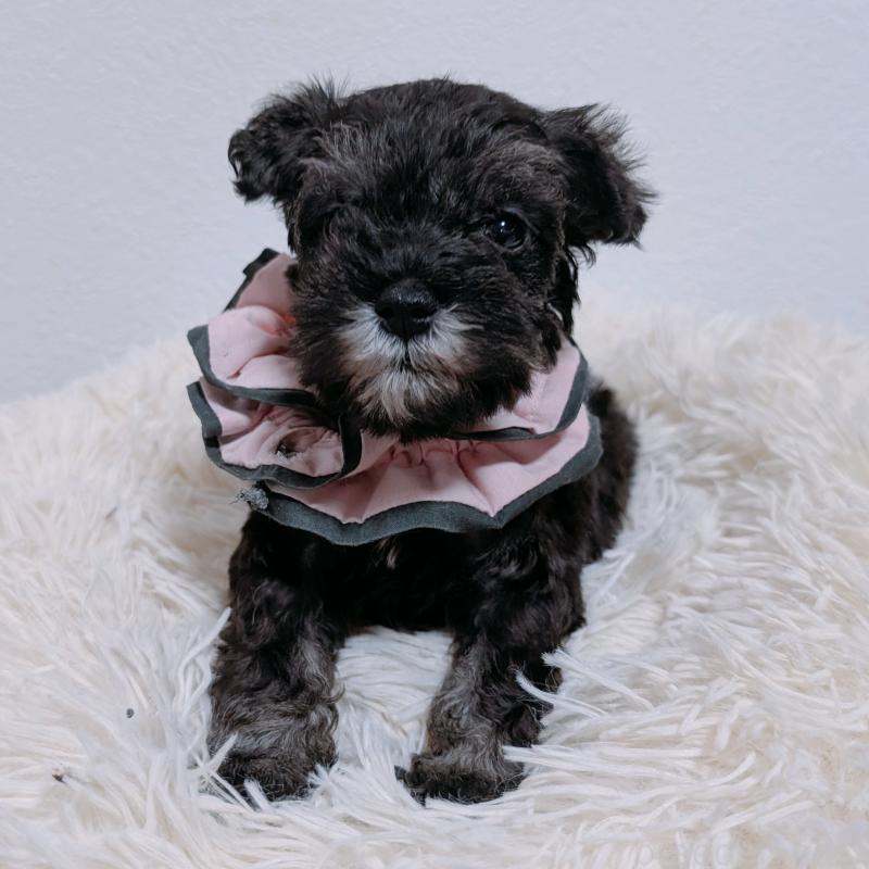 販売中の長崎県のミニチュアシュナウザー-428917の4枚目