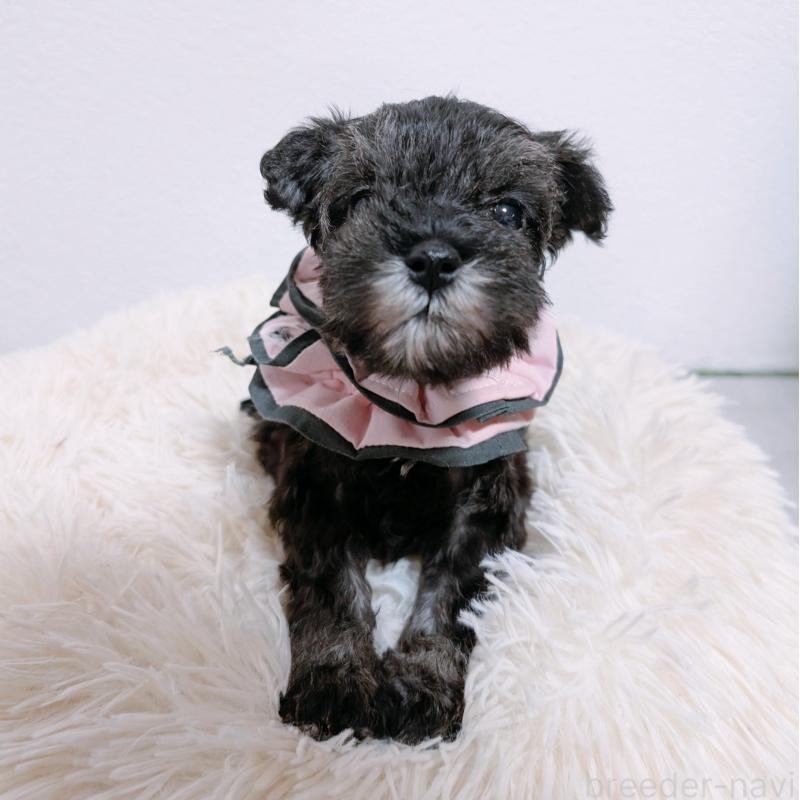 販売中の長崎県のミニチュアシュナウザー-428917の2枚目