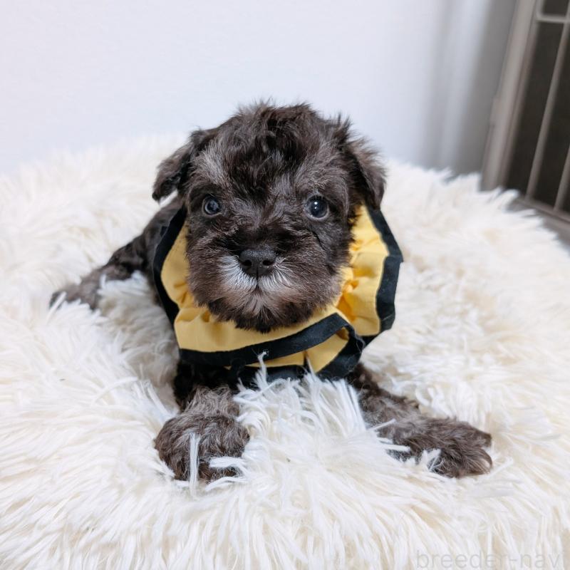 販売中の長崎県のミニチュアシュナウザー-428918