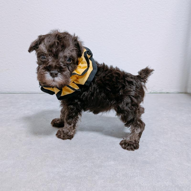 販売中の長崎県のミニチュアシュナウザー-428918の5枚目