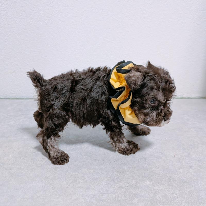 販売中の長崎県のミニチュアシュナウザー-428918の4枚目