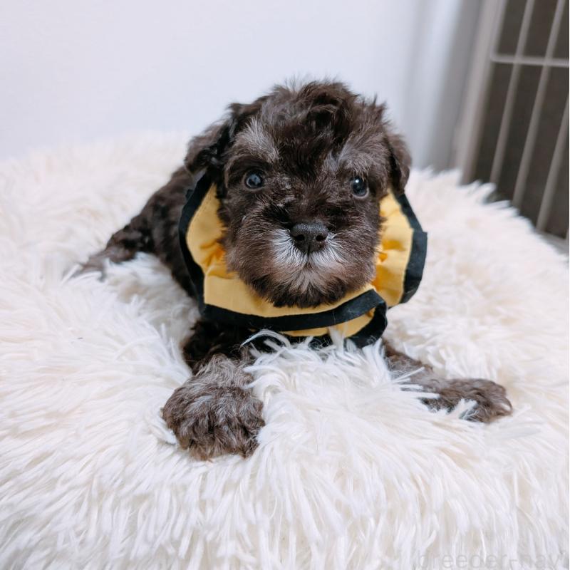 販売中の長崎県のミニチュアシュナウザー-428918の3枚目