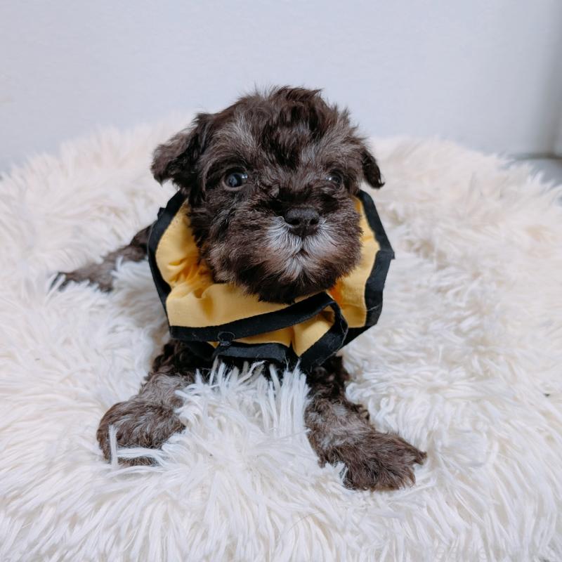 販売中の長崎県のミニチュアシュナウザー-428918の2枚目