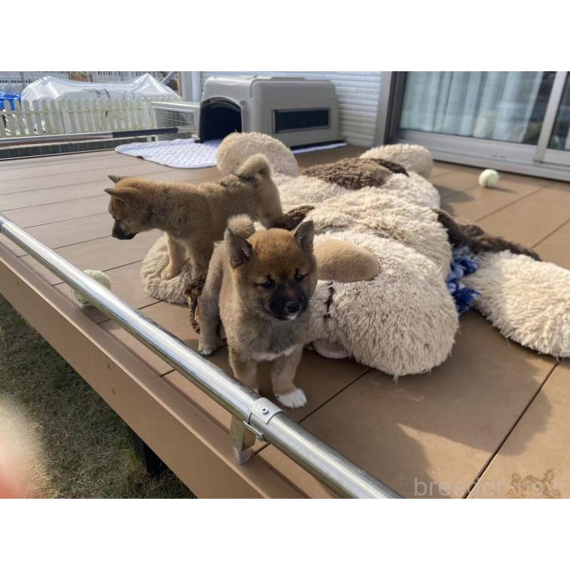 成約済の茨城県の豆柴-424144の6枚目