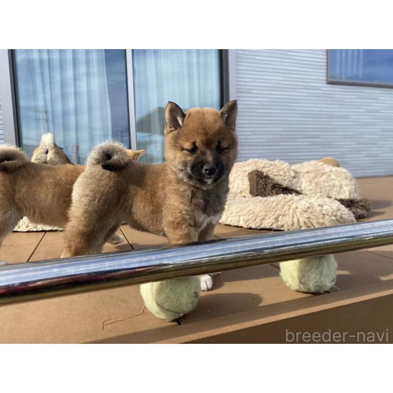 成約済の茨城県の豆柴-424144の5枚目