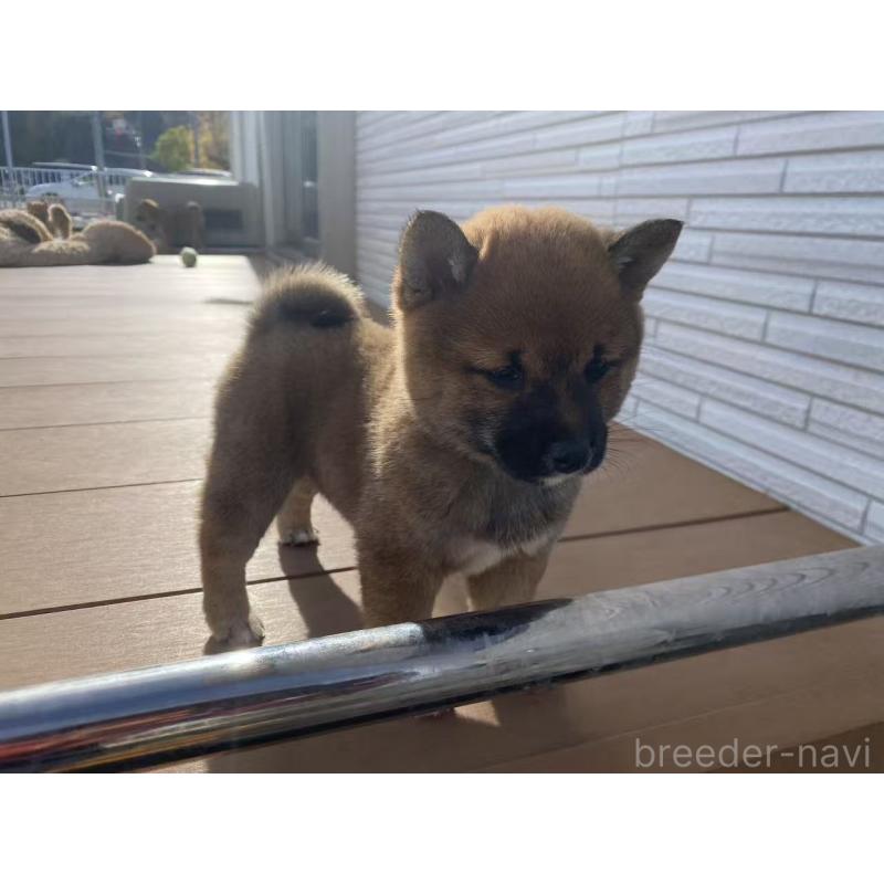 成約済の茨城県の豆柴-424144の4枚目