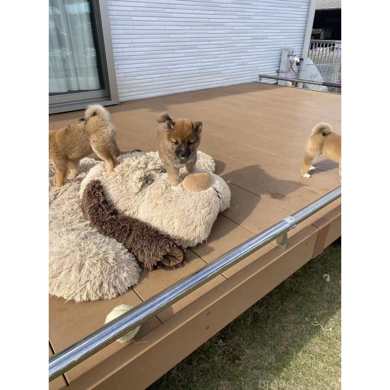 成約済の茨城県の豆柴-424144の3枚目