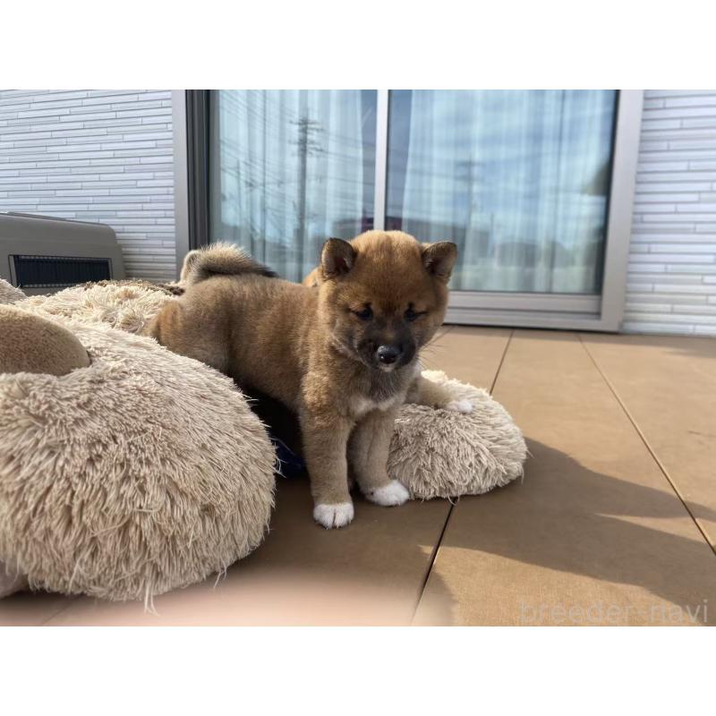 成約済の茨城県の豆柴-424144の2枚目