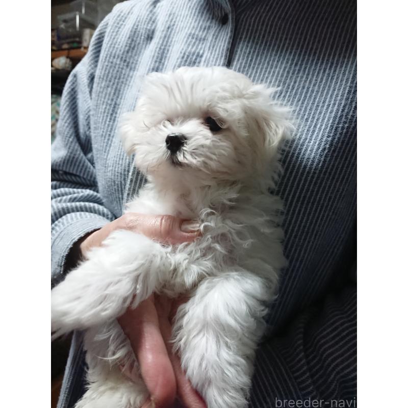 販売中の栃木県のマルチーズ-425496