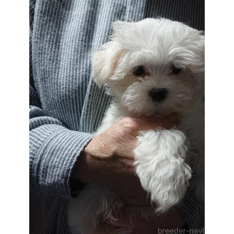 販売中の栃木県のマルチーズ-425496の3枚目