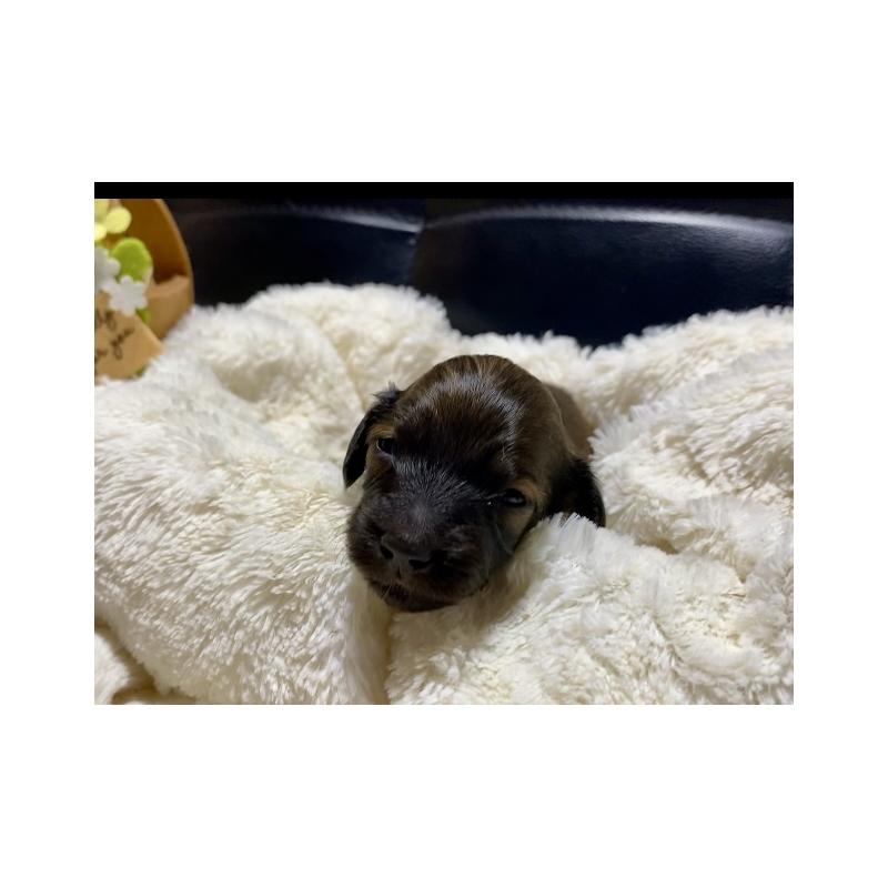 販売中の岐阜県のミニチュアダックスフンド(ロングヘアード)-428919の7枚目