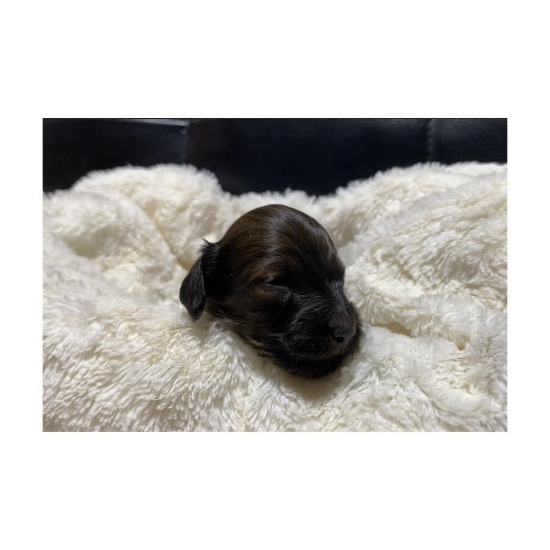 販売中の岐阜県のミニチュアダックスフンド(ロングヘアード)-428919の6枚目