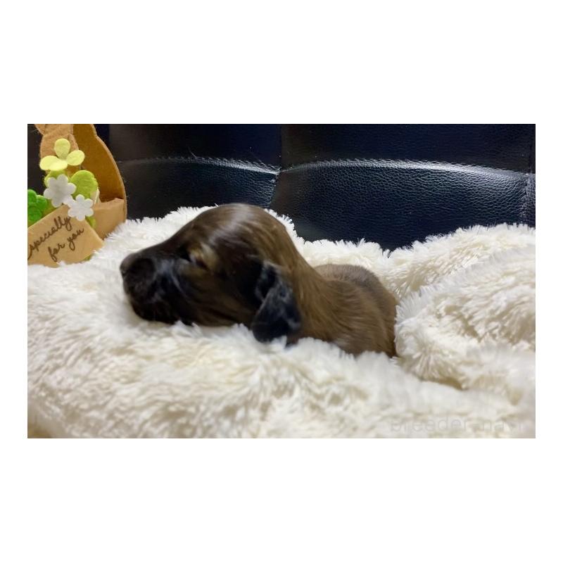 販売中の岐阜県のミニチュアダックスフンド(ロングヘアード)-428919の4枚目