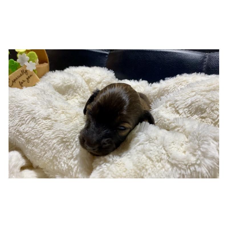 販売中の岐阜県のミニチュアダックスフンド(ロングヘアード)-428919の3枚目