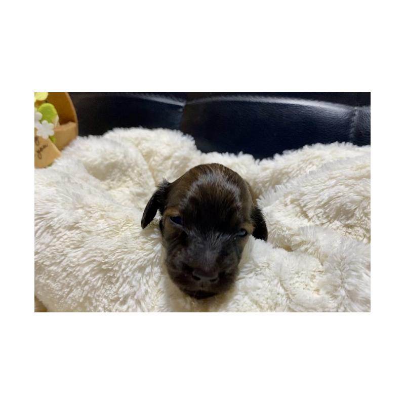 販売中の岐阜県のミニチュアダックスフンド(ロングヘアード)-428919の2枚目