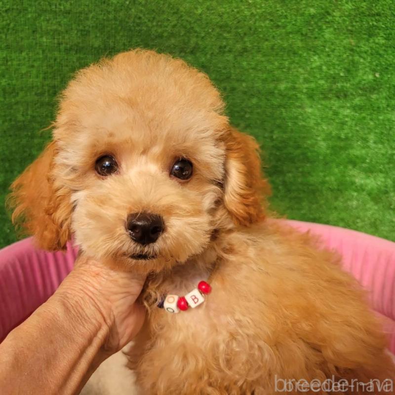 販売中の福岡県のタイニープードル-428942の1枚目