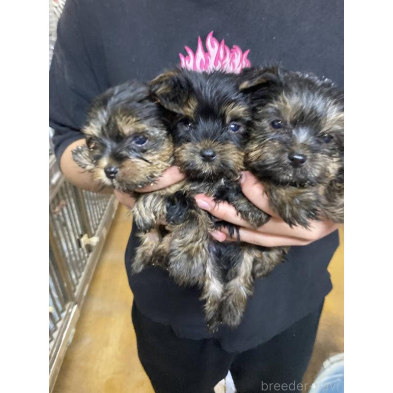 販売中の静岡県のヨークシャーテリア-428946の2枚目