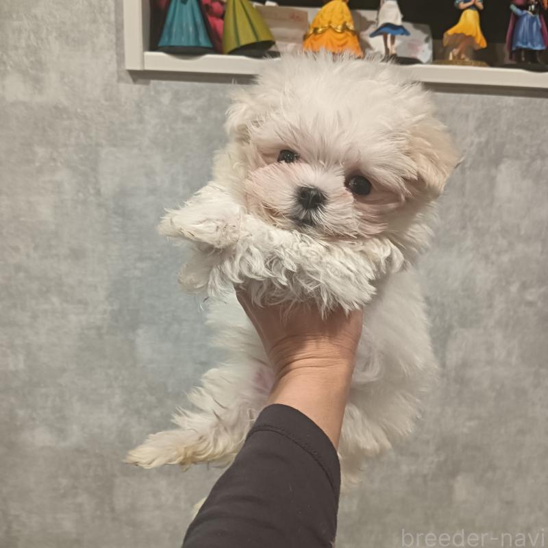 販売中の山口県のマルチーズ-428949の1枚目