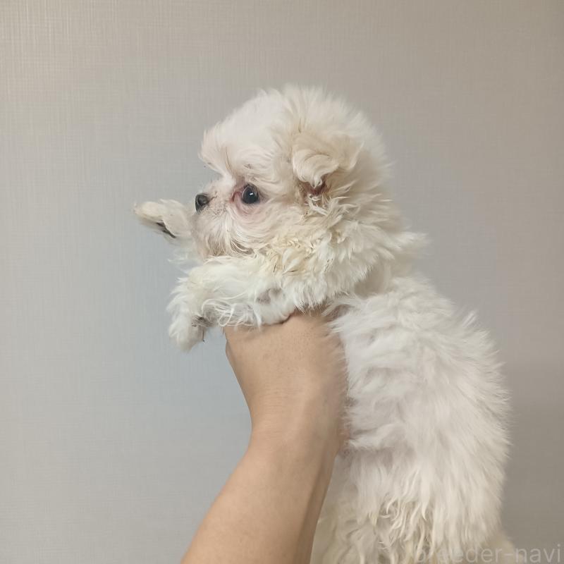 販売中の山口県のマルチーズ-428949の2枚目