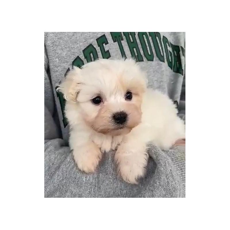 販売中の岡山県のマルプー:マルチーズ×トイプードル-428950の8枚目