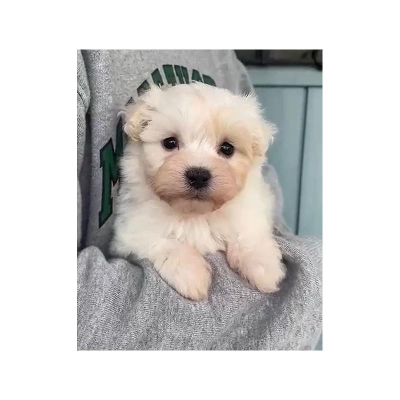 販売中の岡山県のマルプー:マルチーズ×トイプードル-428950の7枚目