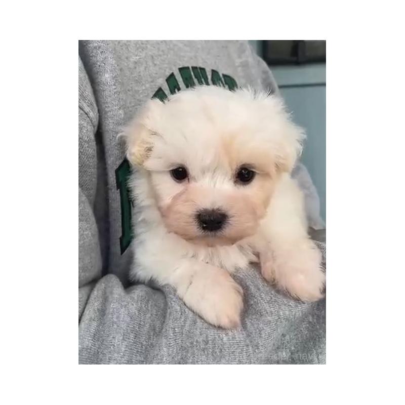 販売中の岡山県のマルプー:マルチーズ×トイプードル-428950の6枚目