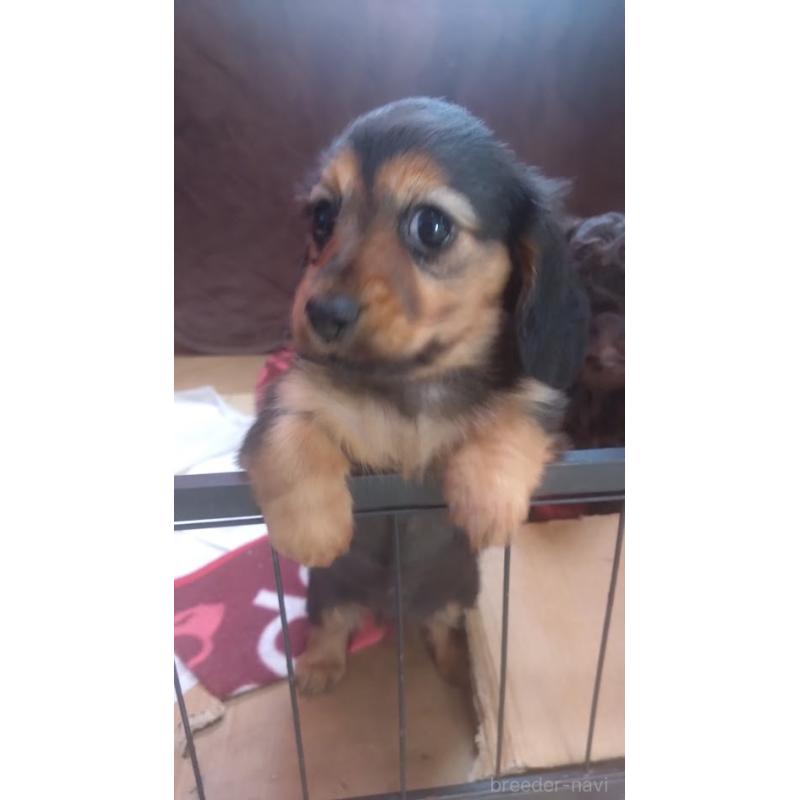 販売中の東京都のミニチュアダックスフンド(ロングヘアード)-425835の2枚目