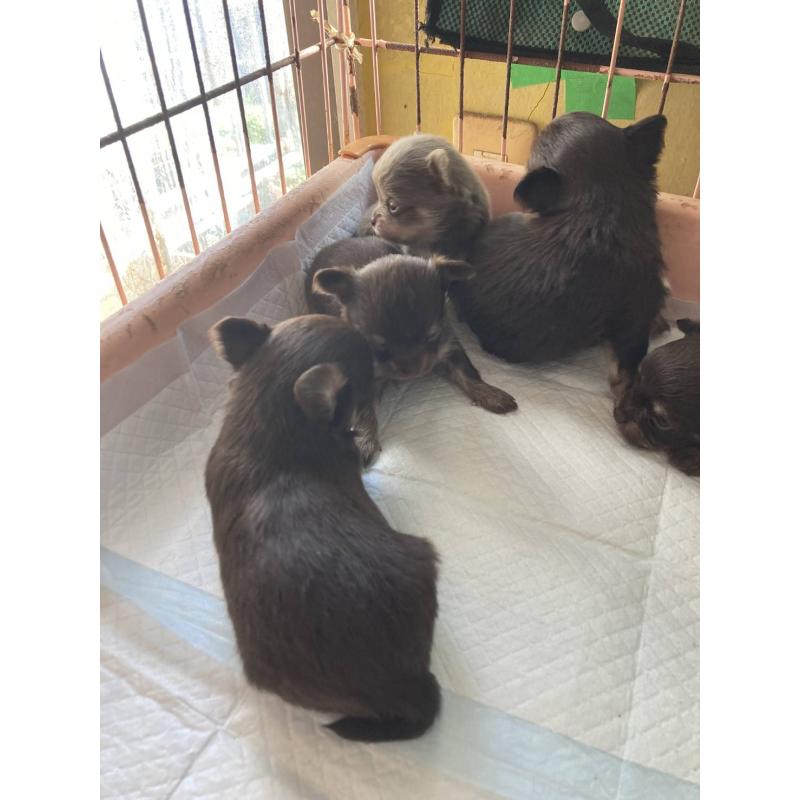 販売中の静岡県のチワワ(ロングコート)-428952の2枚目